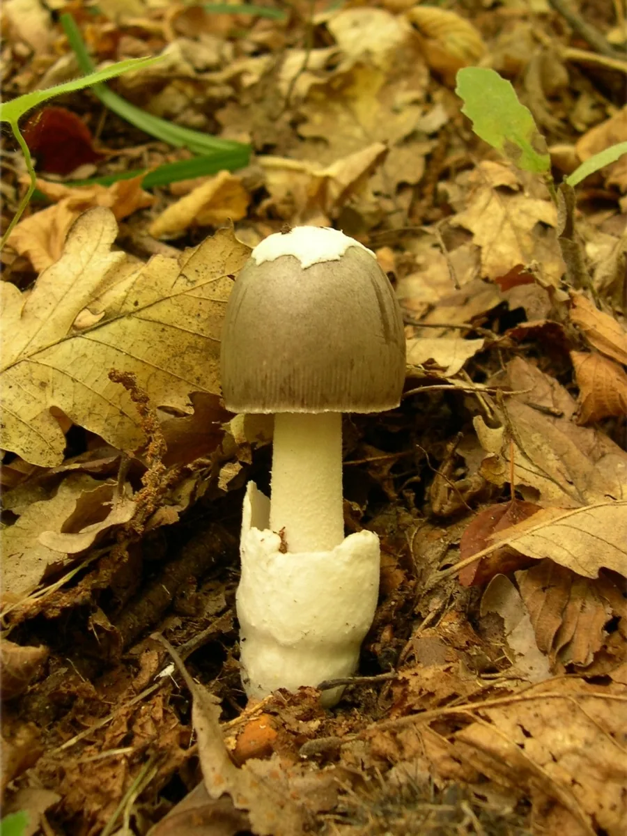 Amanita mairei (Amanita mairei) — photo mycologique