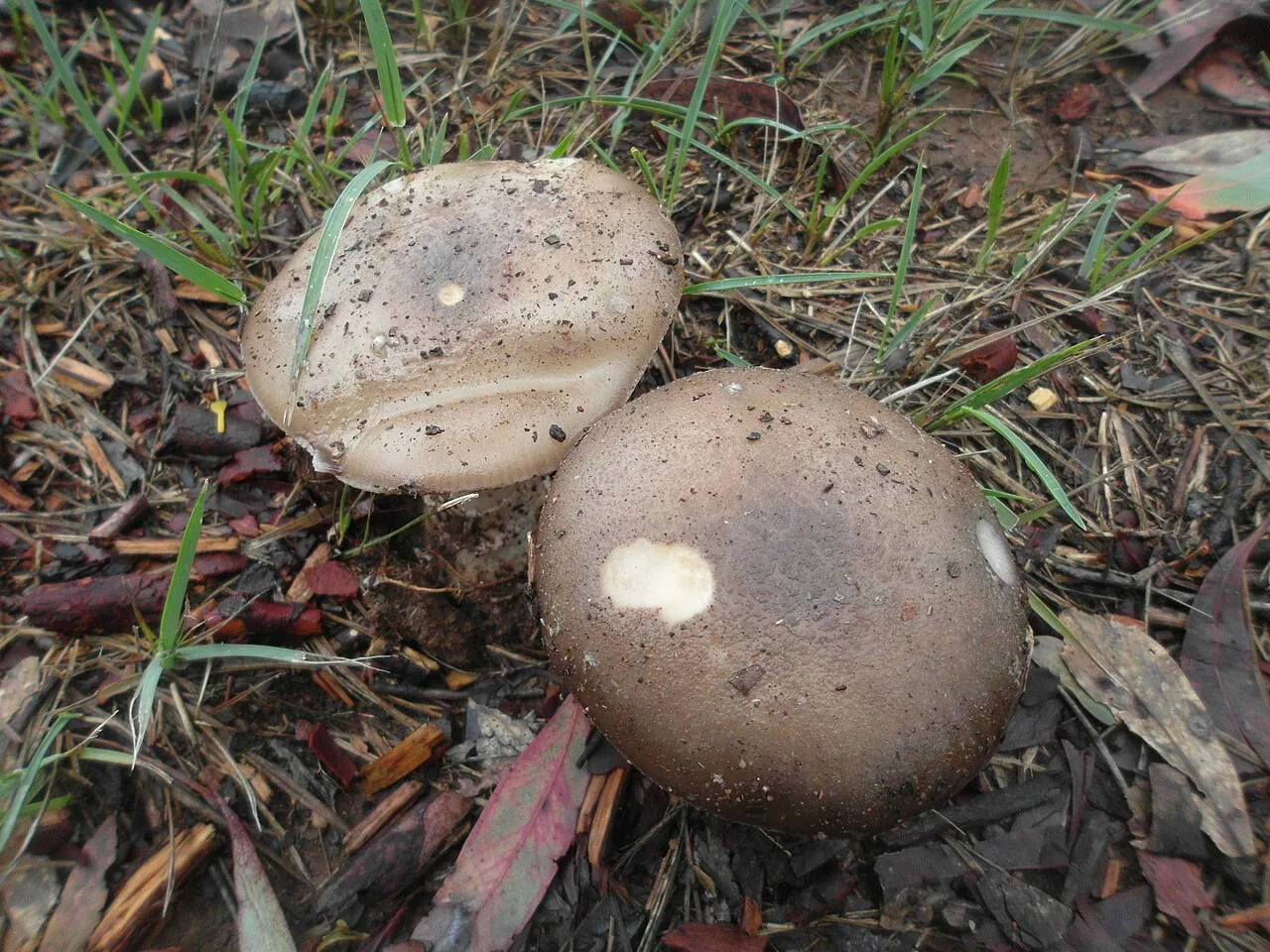 Amanita muriniflammea (Amanita muriniflammea) — photo mycologique