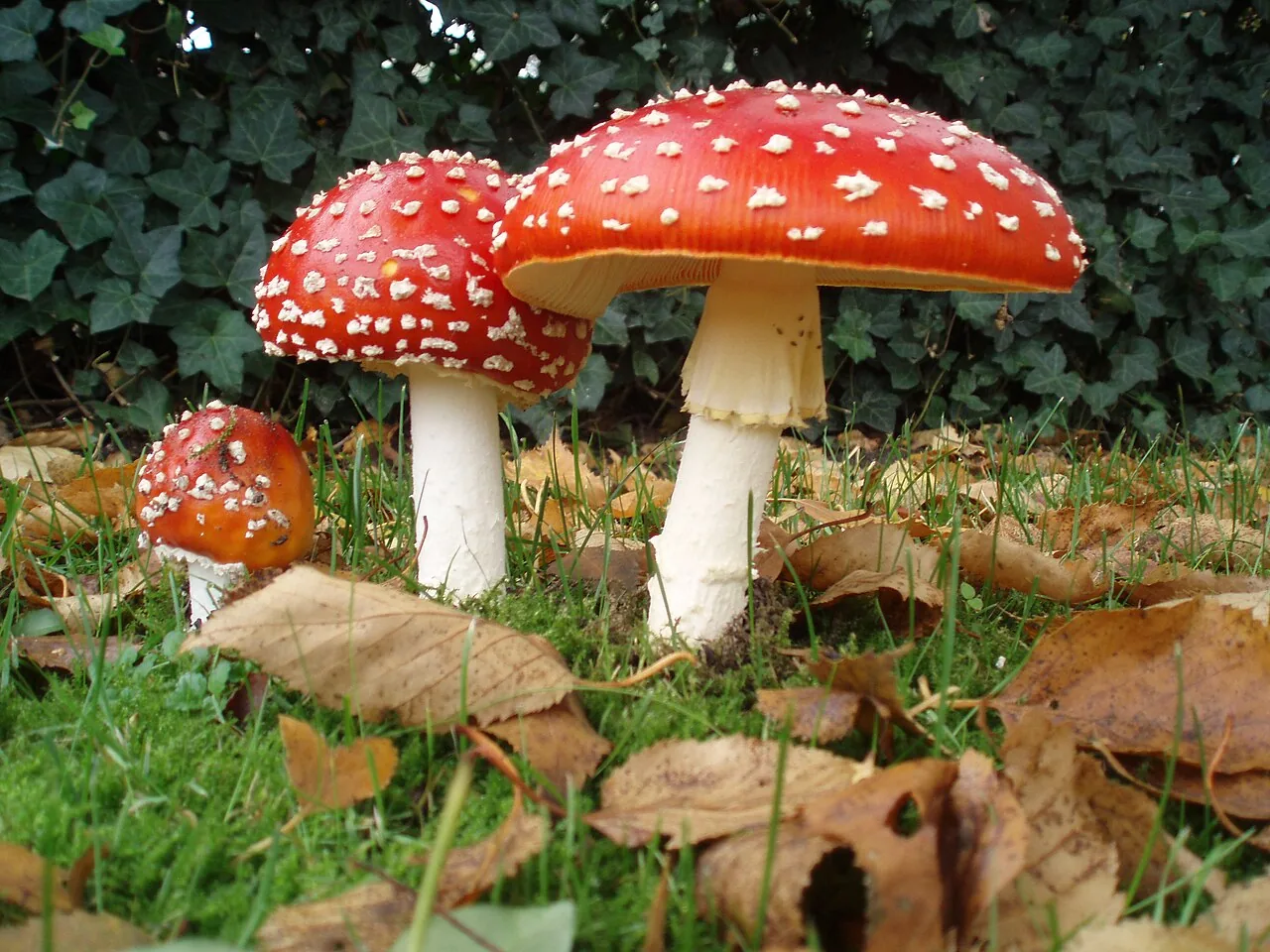 Amanite tue-mouches (Amanita muscaria) — photo mycologique