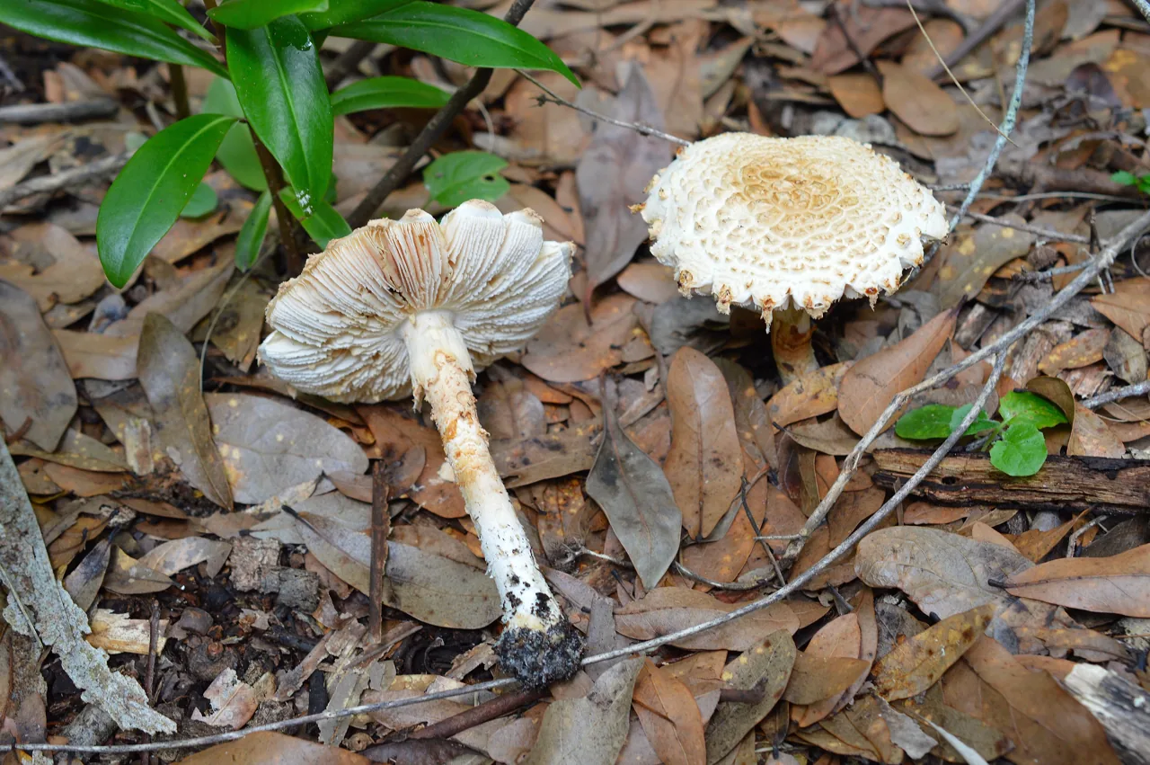 Amanita nauseosa (Amanita nauseosa) — photo mycologique