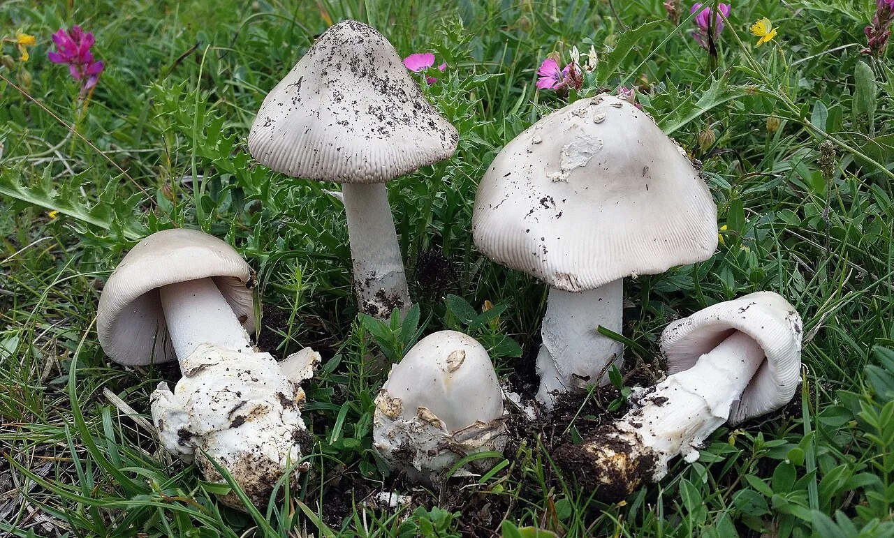 Amanita nivalis (Amanita nivalis) — photo mycologique