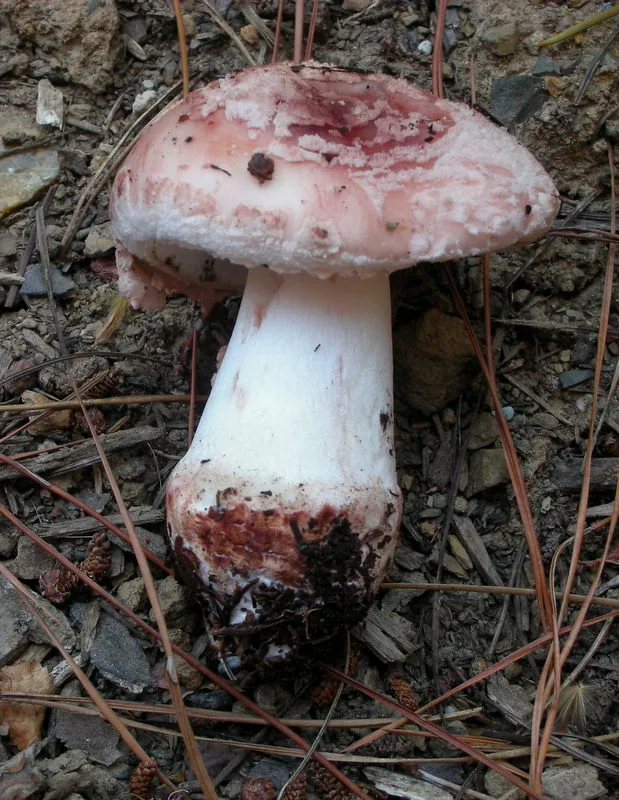 Amanita novinupta (Amanita novinupta) — photo mycologique