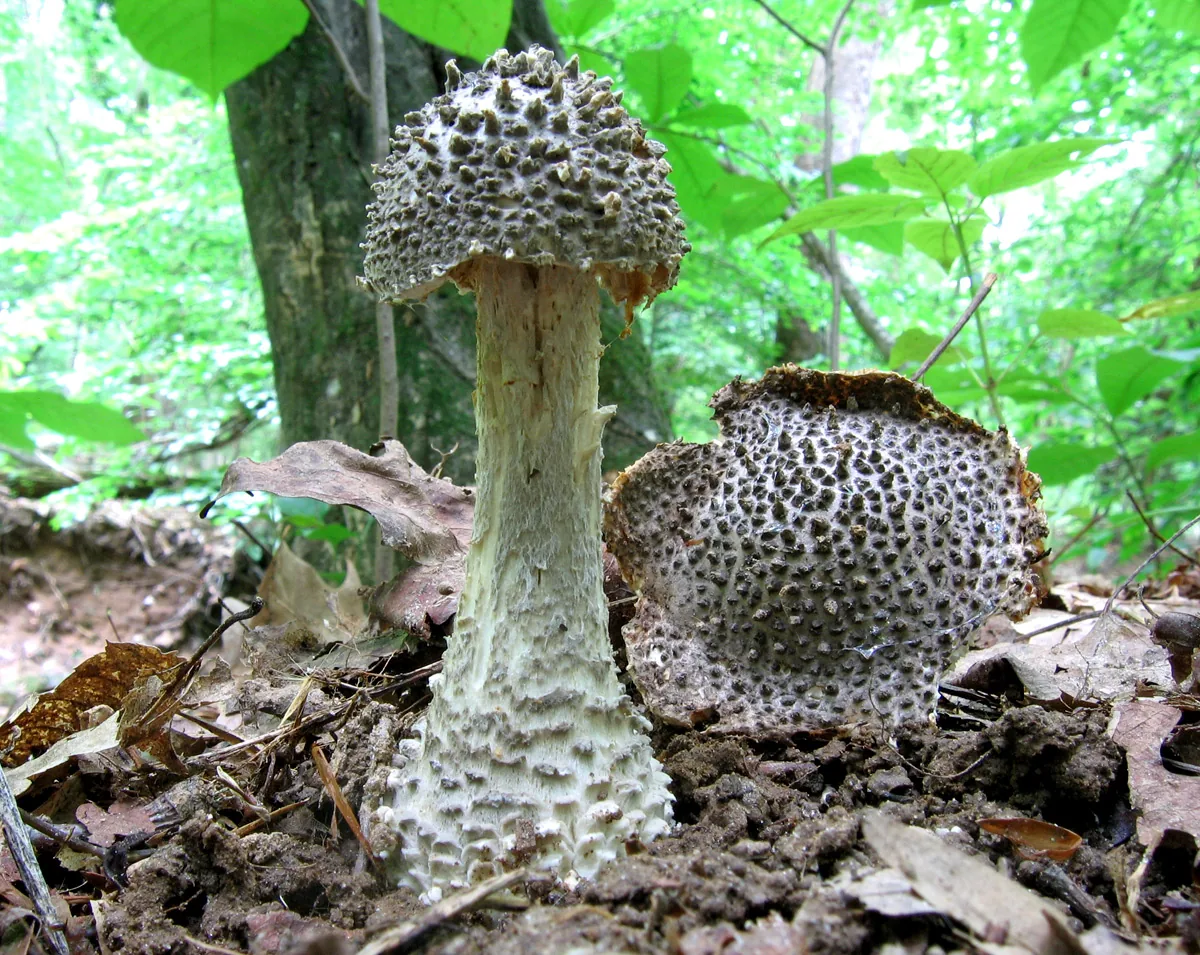 Amanita onusta (Amanita onusta) — photo mycologique