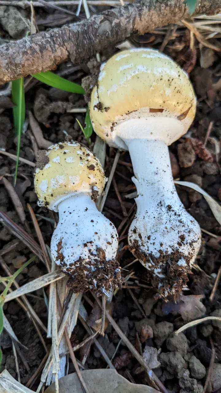 Amanita orientigemmata (Amanita orientigemmata) — photo mycologique