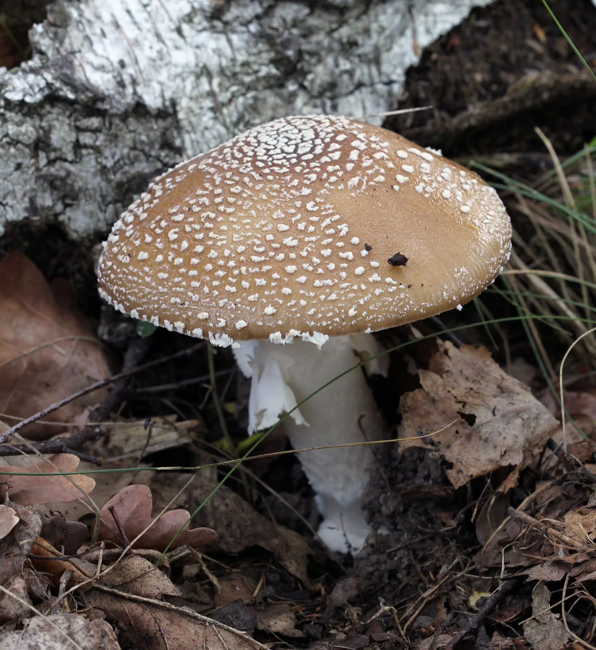 Amanita pantherina (Amanita pantherina) — photo mycologique