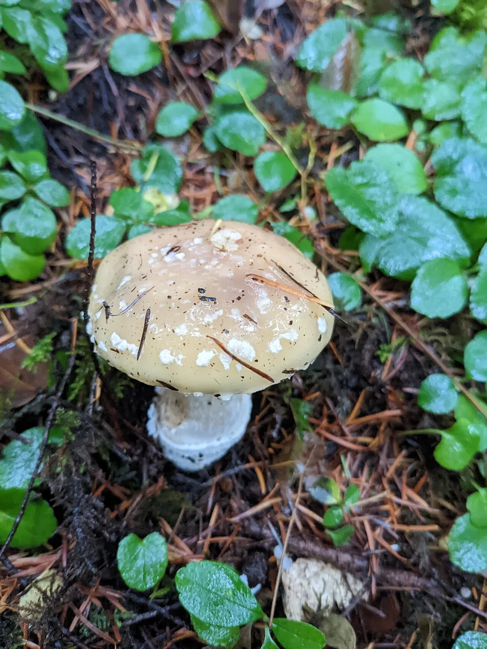 Amanita pantherinoides (Amanita pantherinoides) — photo mycologique
