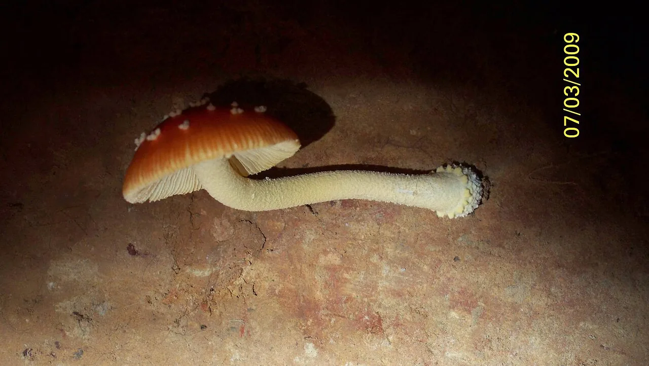 Amanita parcivolvata (Amanita parcivolvata) — photo mycologique