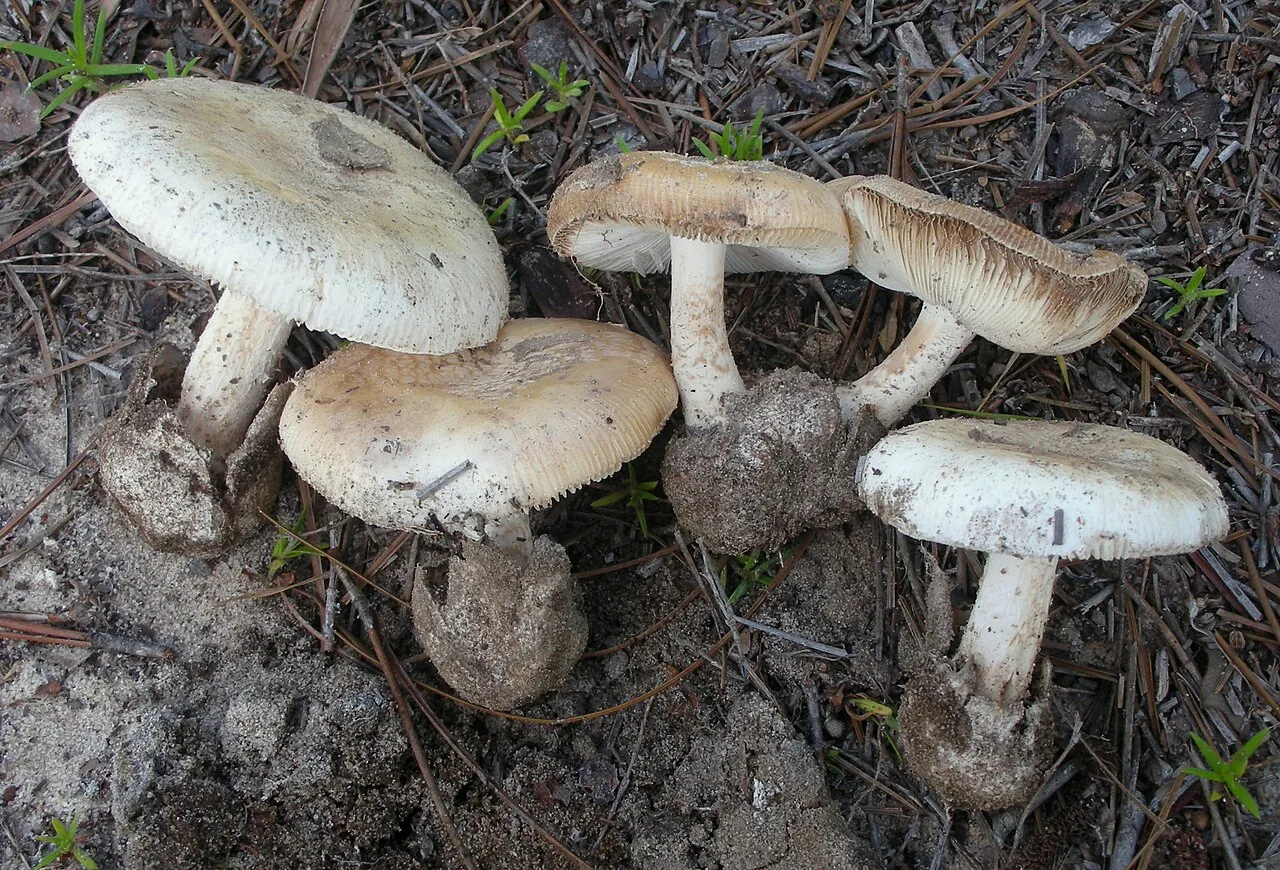 Amanita peckiana (Amanita peckiana) — photo mycologique