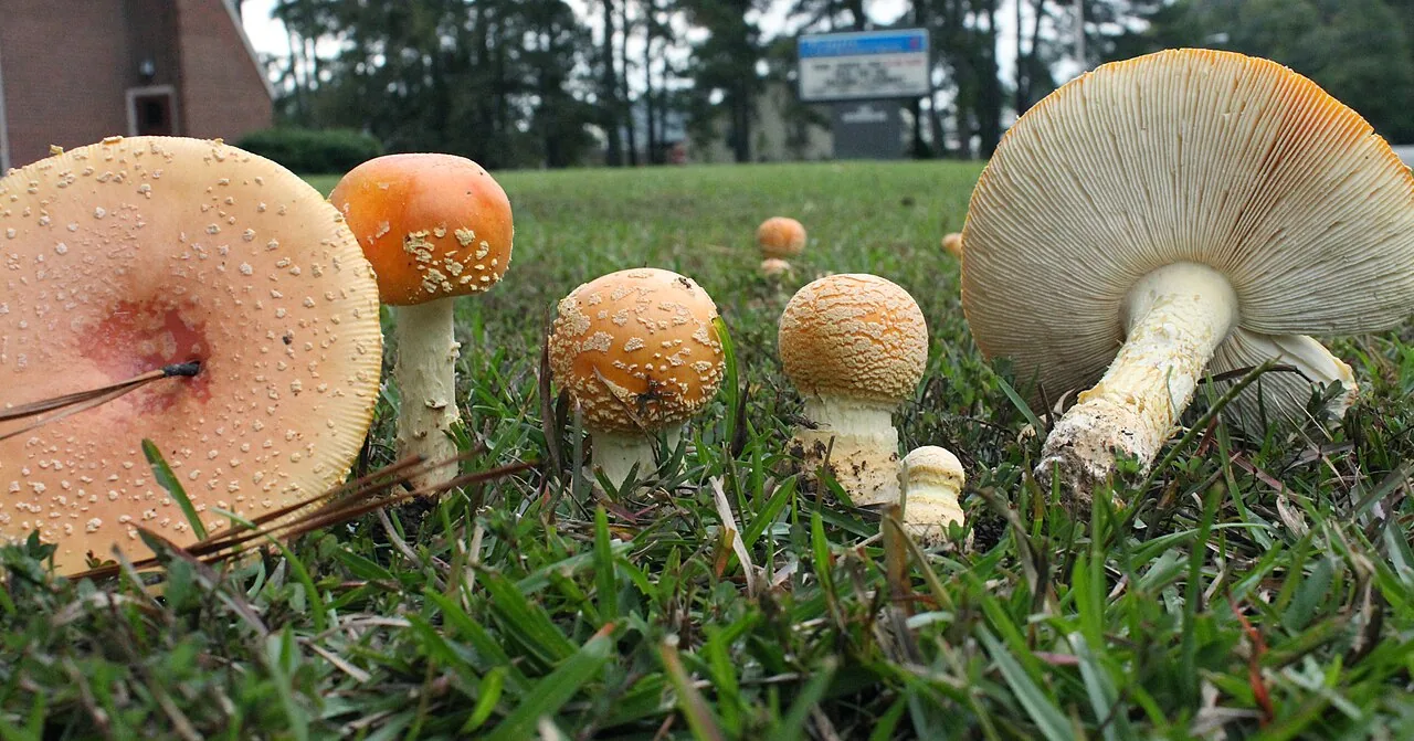 Amanita persicina (Amanita persicina) — photo mycologique