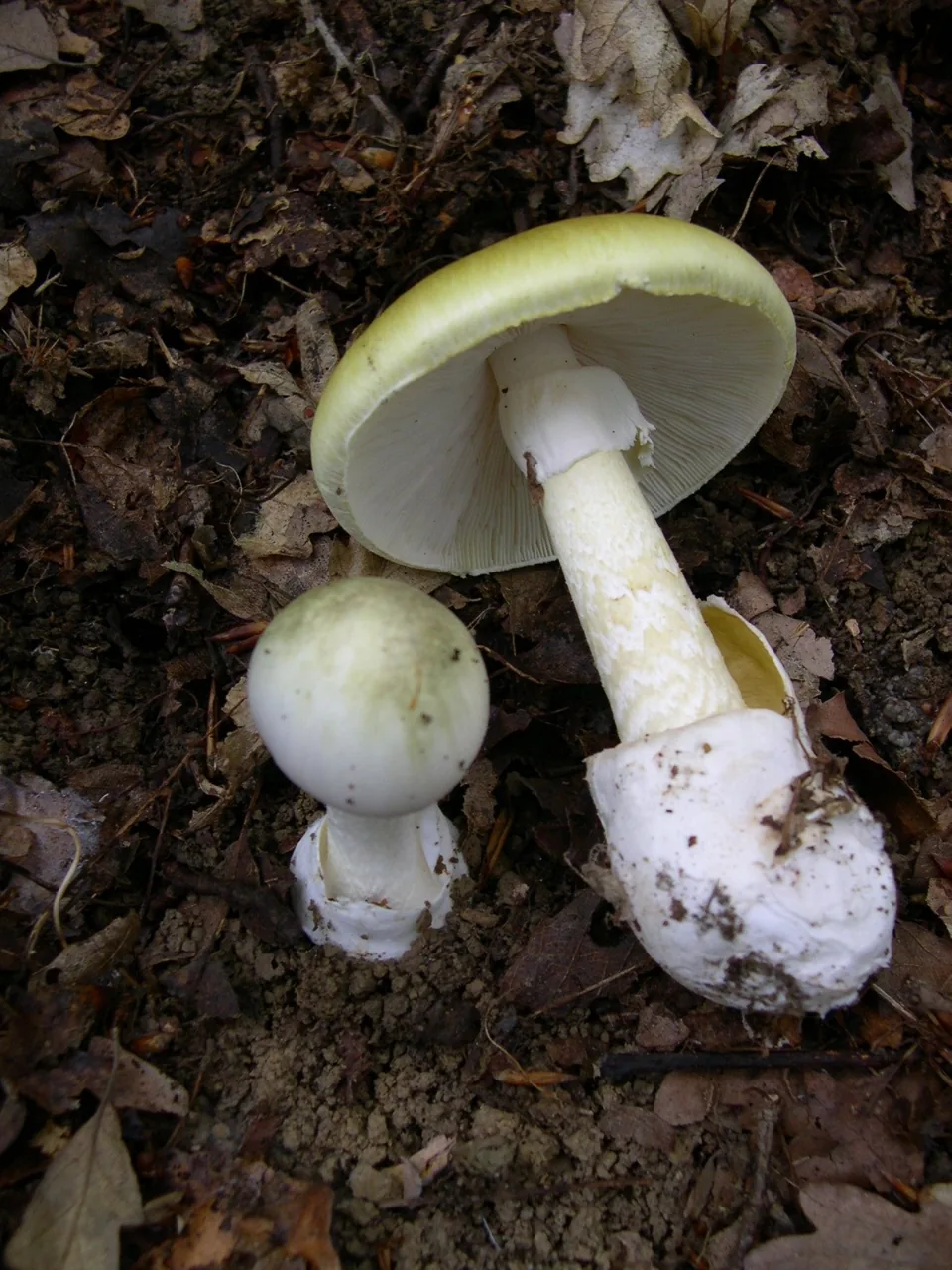 Amanite phalloïde (Amanita phalloides) — photo mycologique