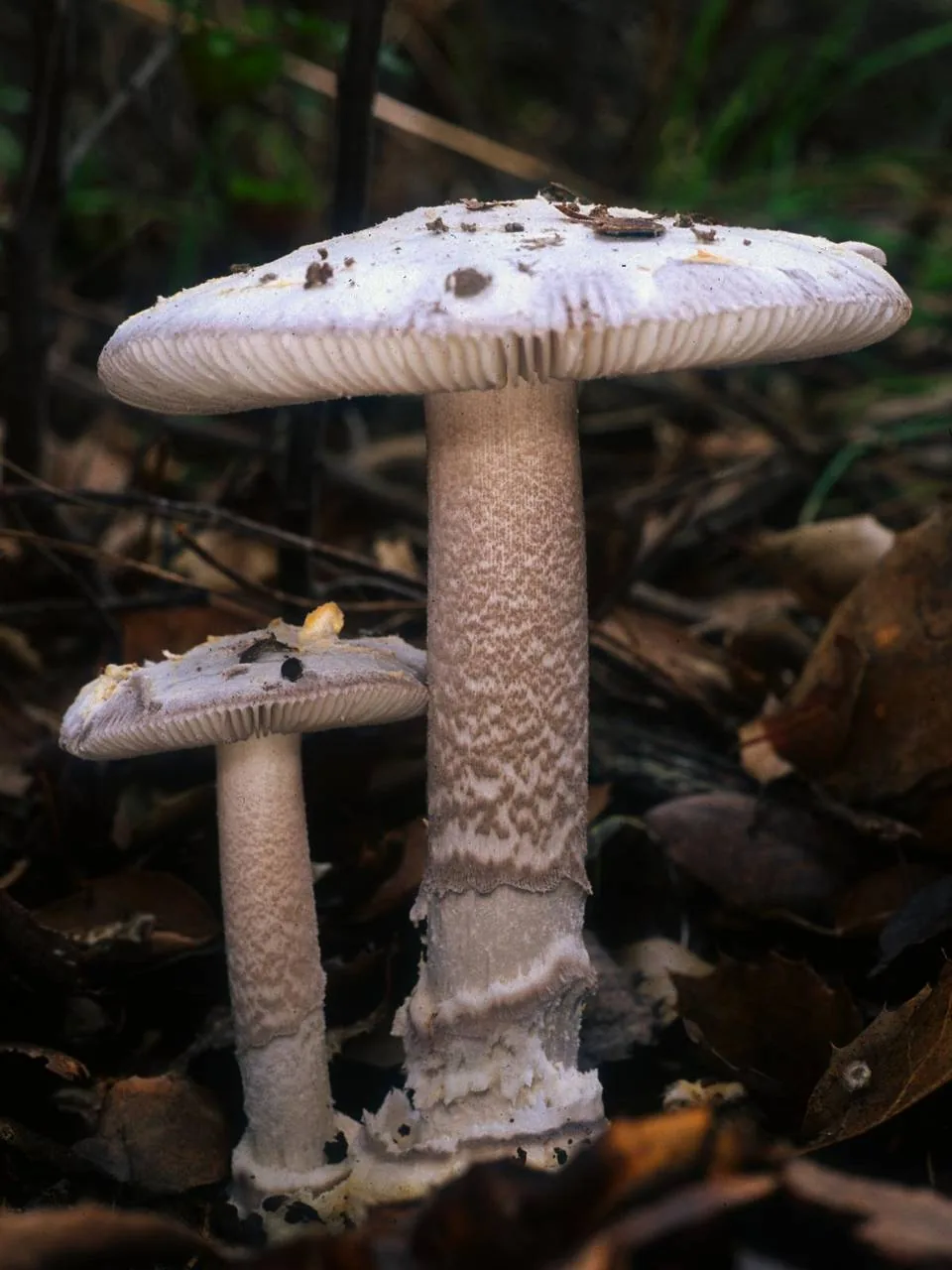 Amanita protecta (Amanita protecta) — photo mycologique