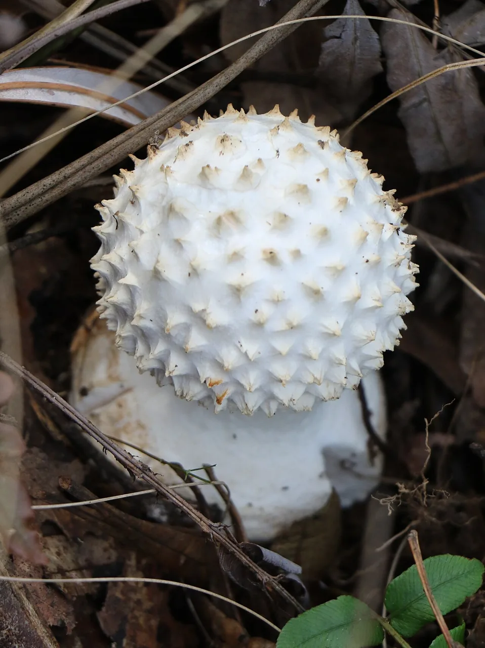 Amanita pyramidifera (Amanita pyramidifera) — photo mycologique