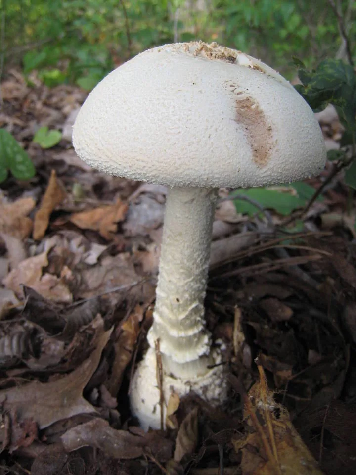 Amanita rhopalopus (Amanita rhopalopus) — photo mycologique