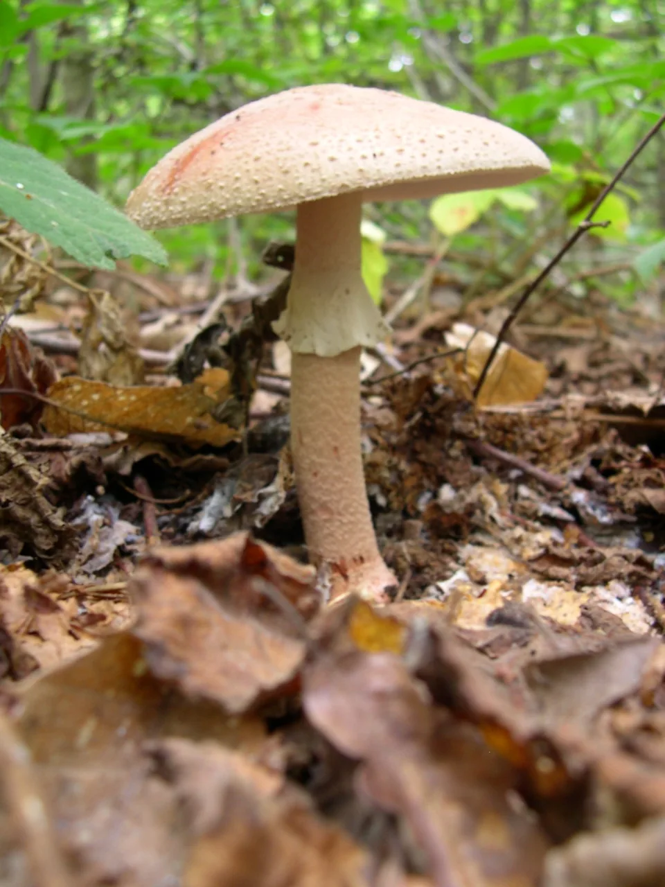 Amanita rubescens (Amanita rubescens) — photo mycologique
