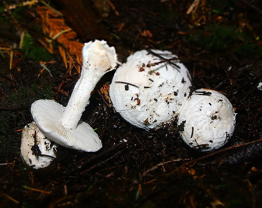 Amanita silvicola (Amanita silvicola) — photo mycologique