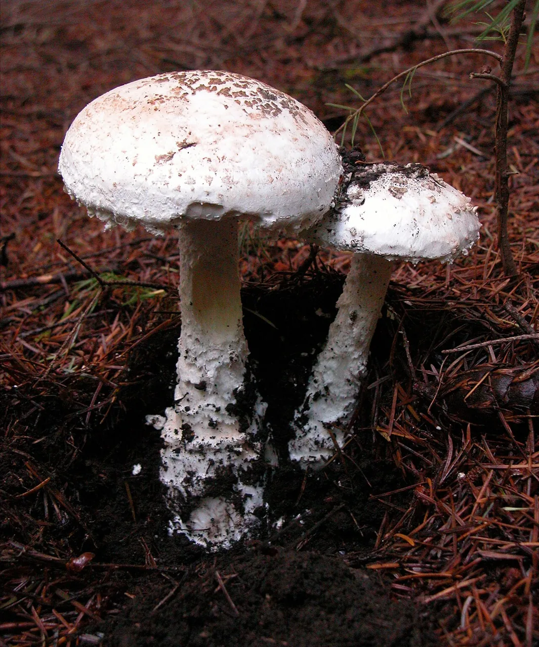 Amanita smithiana (Amanita smithiana) — photo mycologique