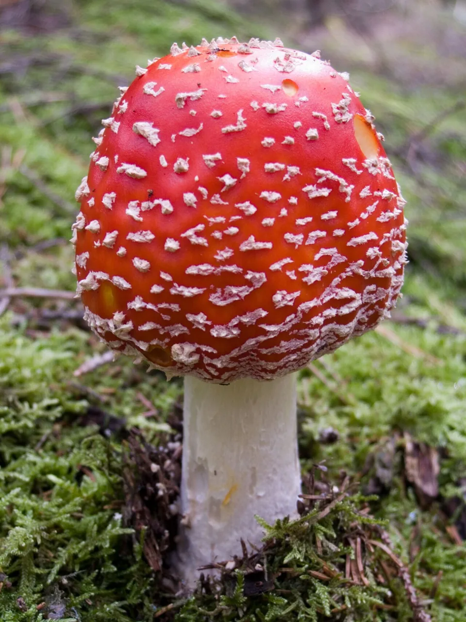 Amanita submutabilis (Amanita submutabilis) — photo mycologique