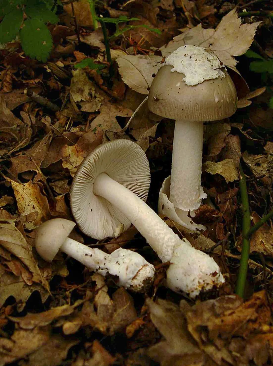Amanita vaginata (Amanita vaginata) — photo mycologique
