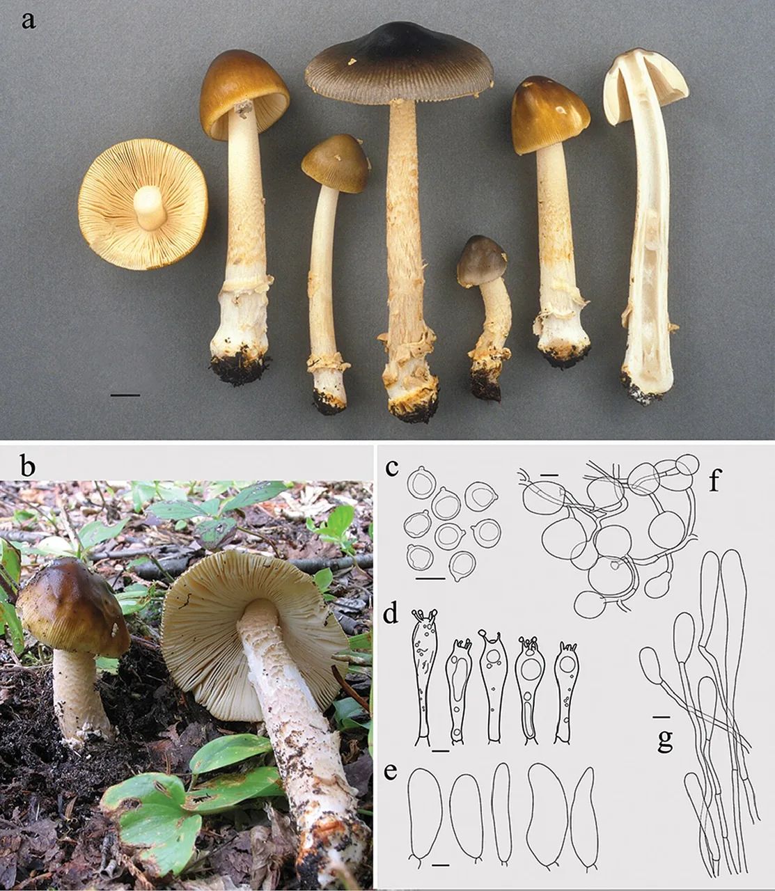 Amanita variicolor (Amanita variicolor) — photo mycologique