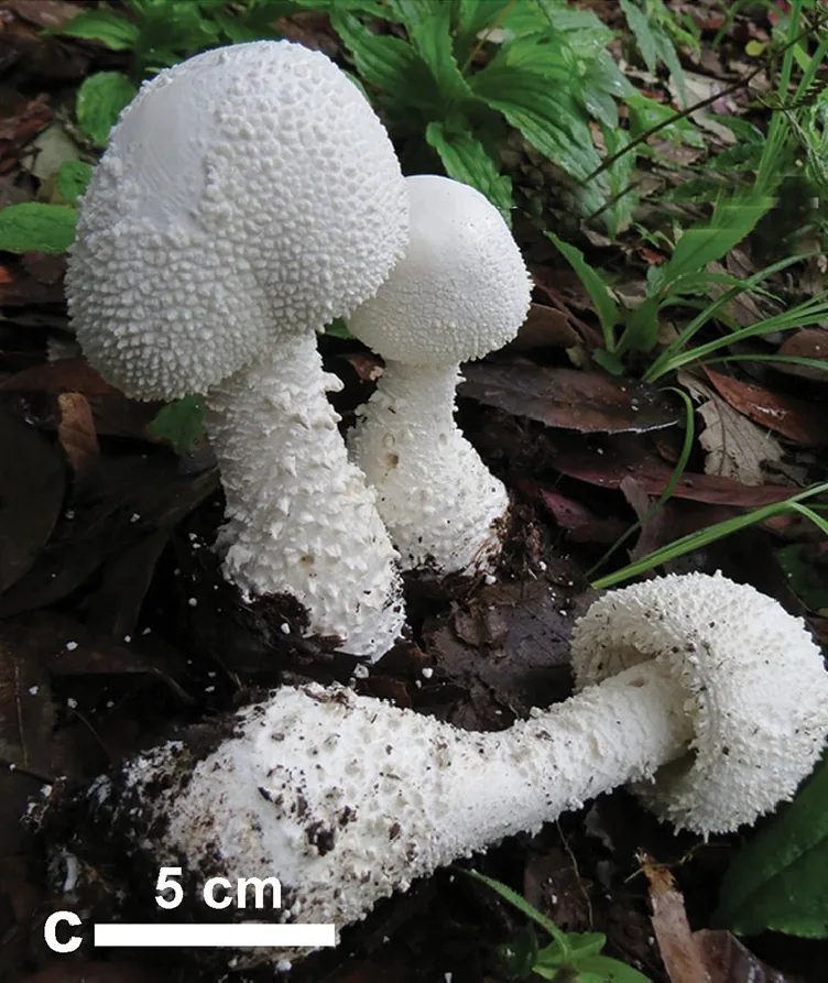 Amanita virgineoides (Amanita virgineoides) — photo mycologique