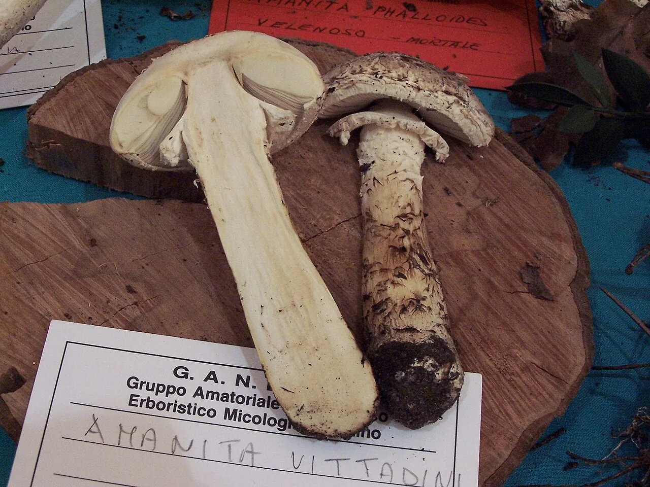 Amanita vittadinii (Amanita vittadinii) — photo mycologique