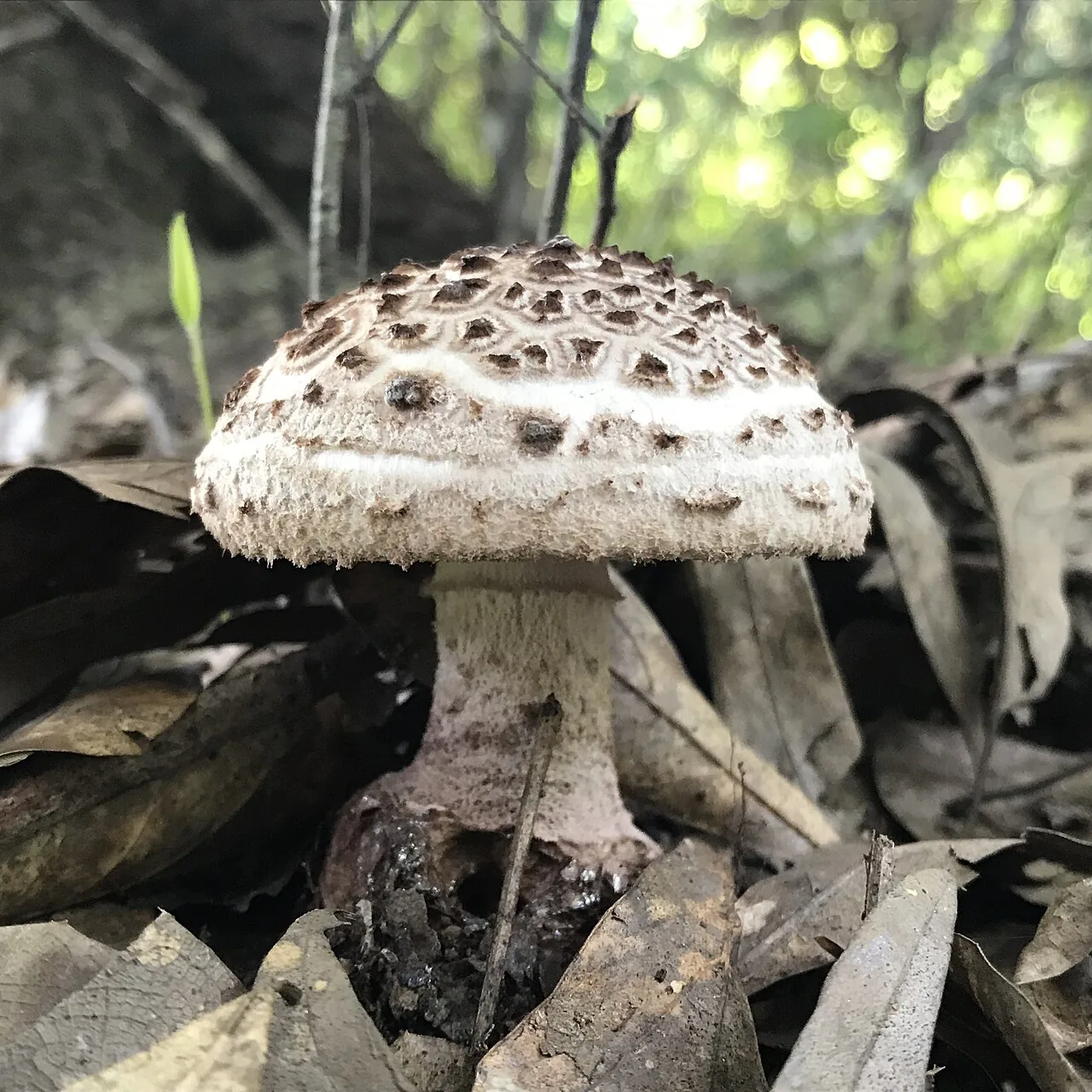 Amanita westii (Amanita westii) — photo mycologique