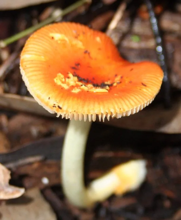 Amanita xanthocephala (Amanita xanthocephala) — photo mycologique
