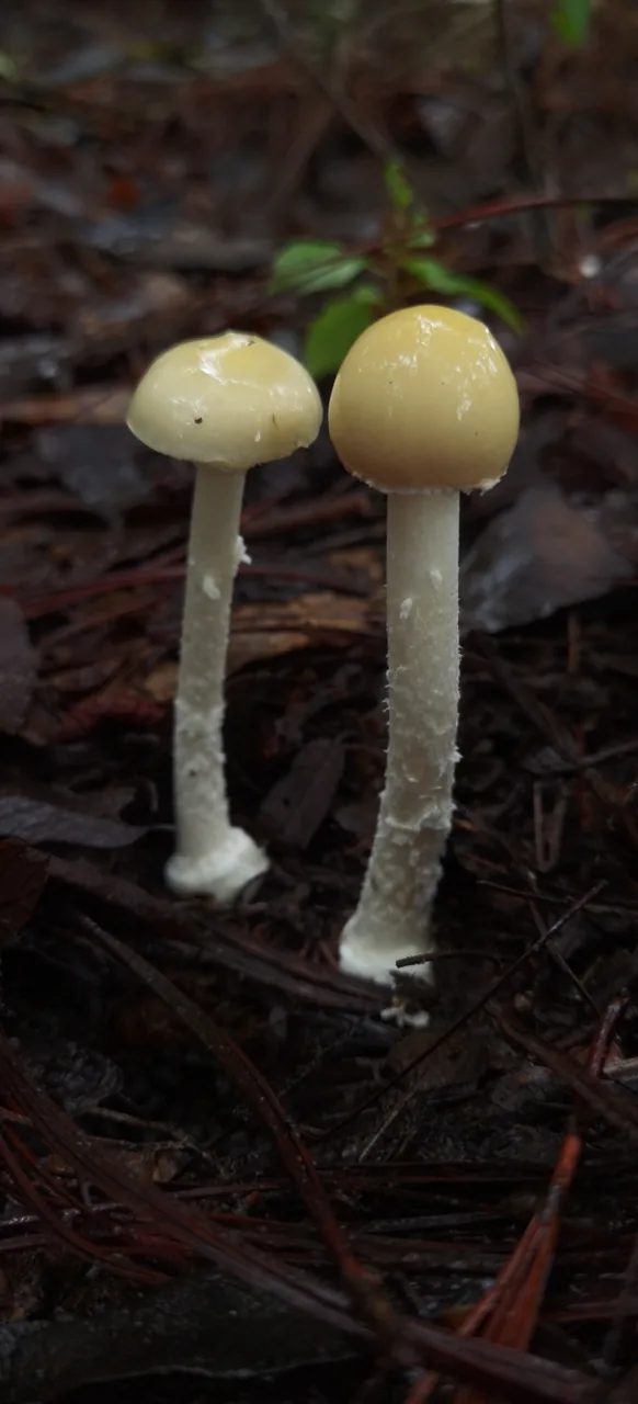 Amanita xylinivolva (Amanita xylinivolva) — photo mycologique