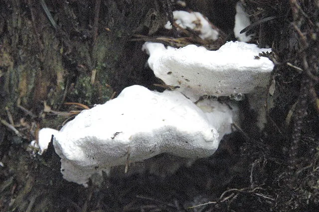 Amaropostia stiptica (Amaropostia stiptica) — photo mycologique