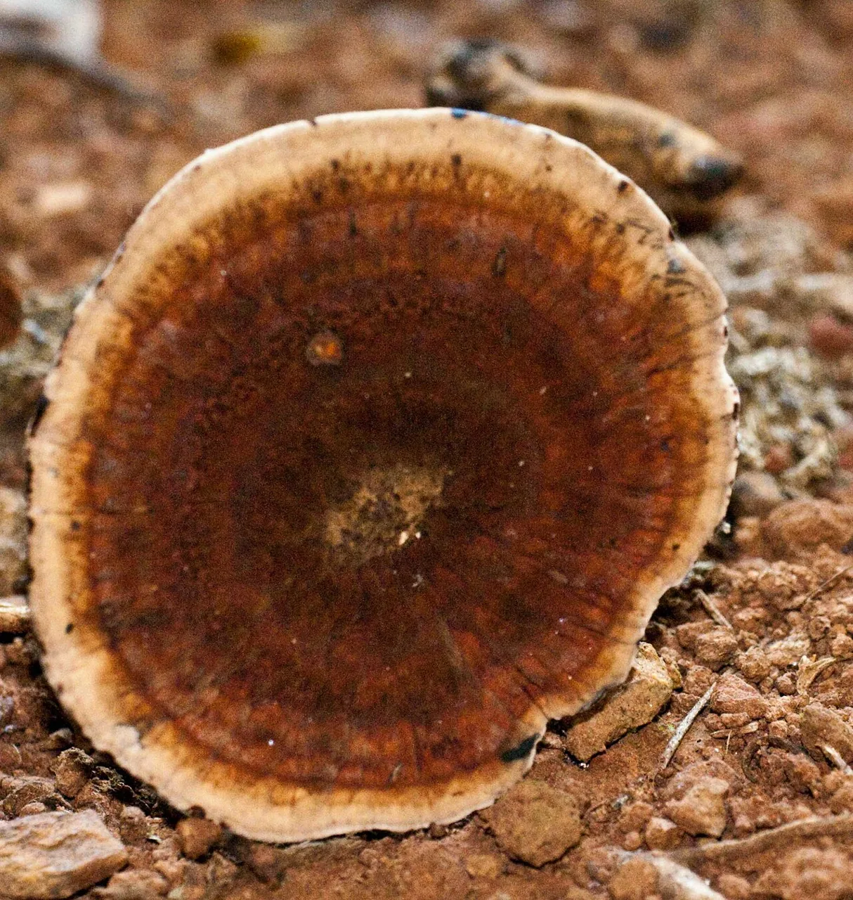 Amauroderma leptopus (Amauroderma leptopus) — photo mycologique