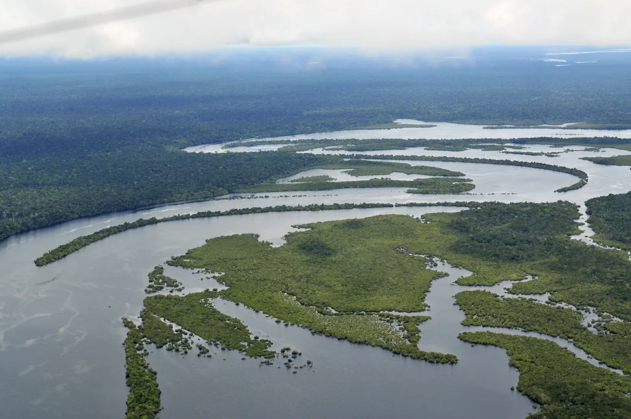 Amazonia asterinoides (Amazonia asterinoides) — photo mycologique
