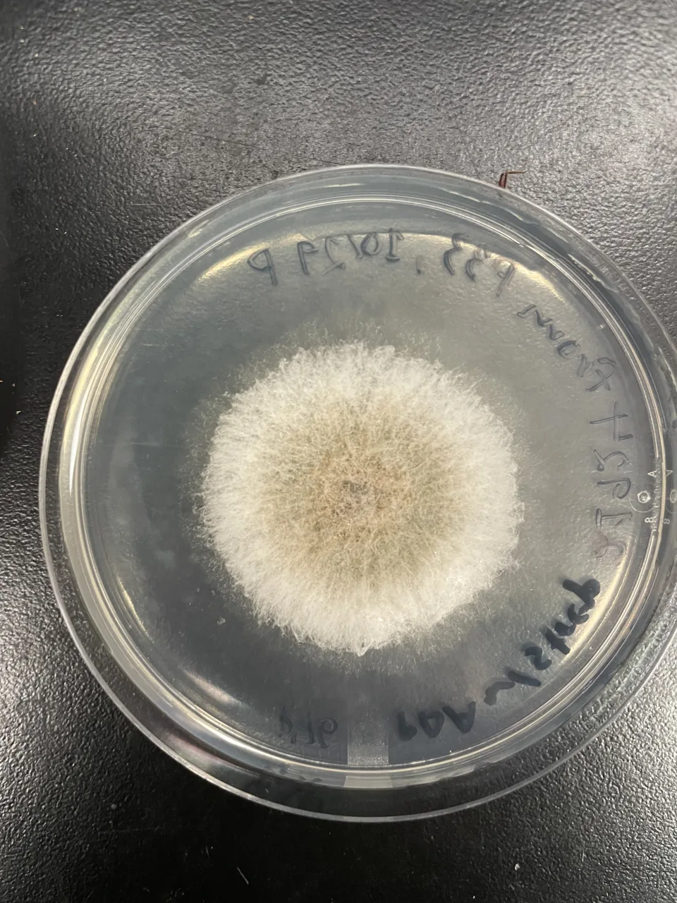 Ambrosiella beaveri (Ambrosiella beaveri) — photo mycologique