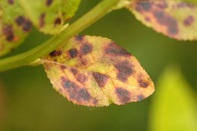 Amerosporium caricum (Amerosporium caricum) — photo mycologique
