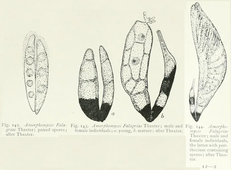 Amorphomyces falagriae (Amorphomyces falagriae) — photo mycologique