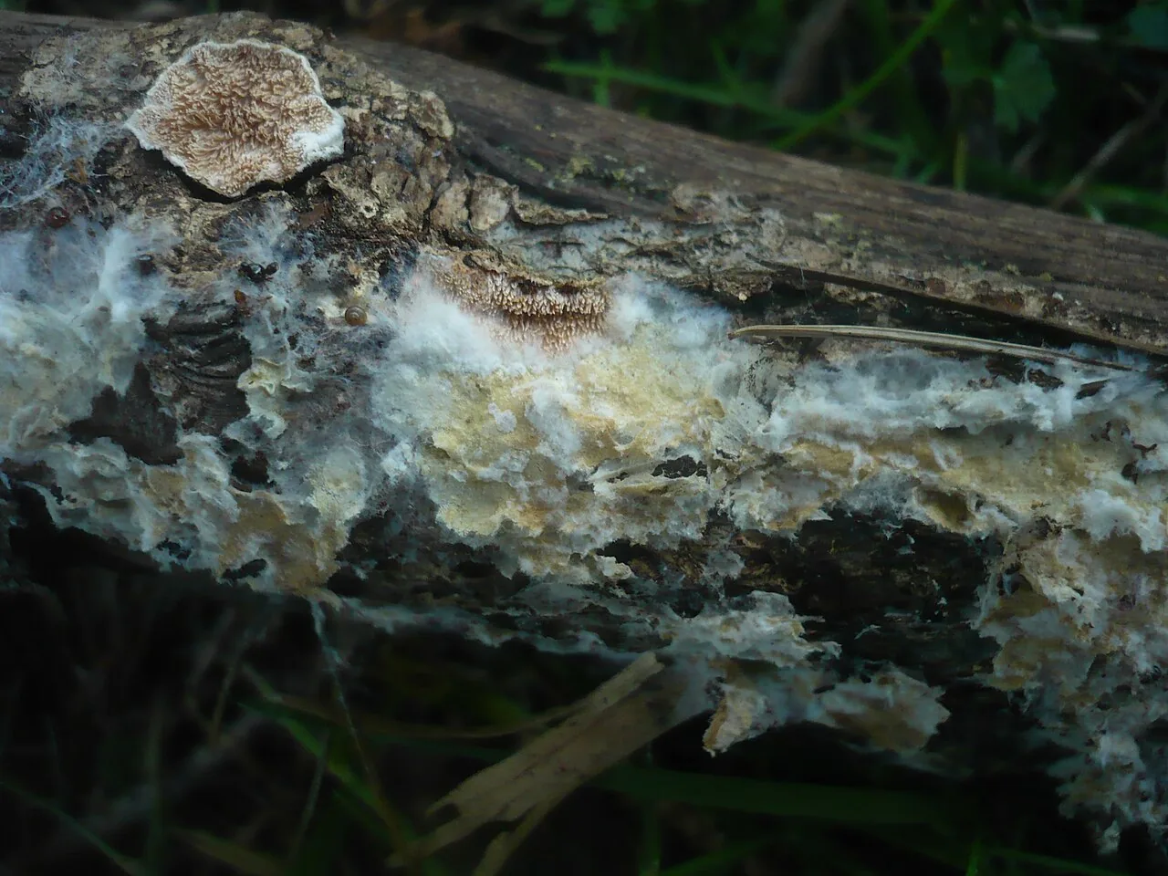 Amphinema byssoides (Amphinema byssoides) — photo mycologique