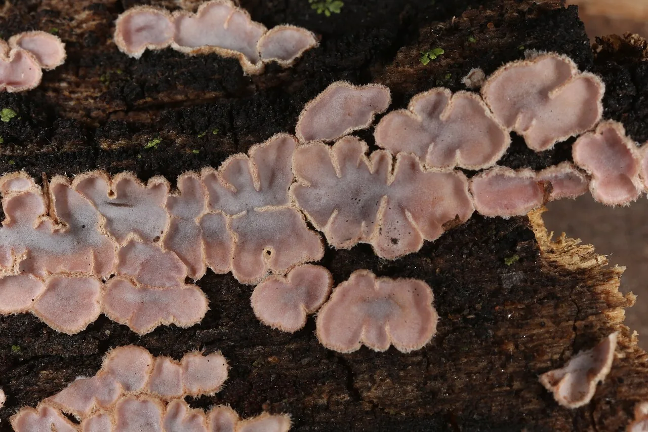 Amphistereum leveilleanum (Amphistereum leveilleanum) — photo mycologique