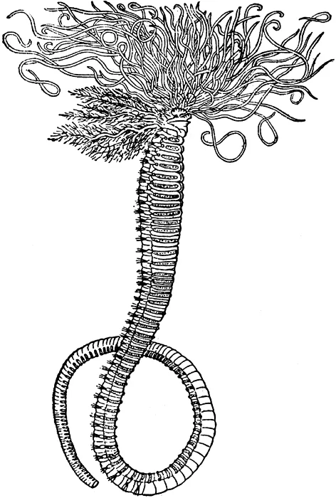 Amphitrite annulata (Amphitrite annulata) — photo mycologique