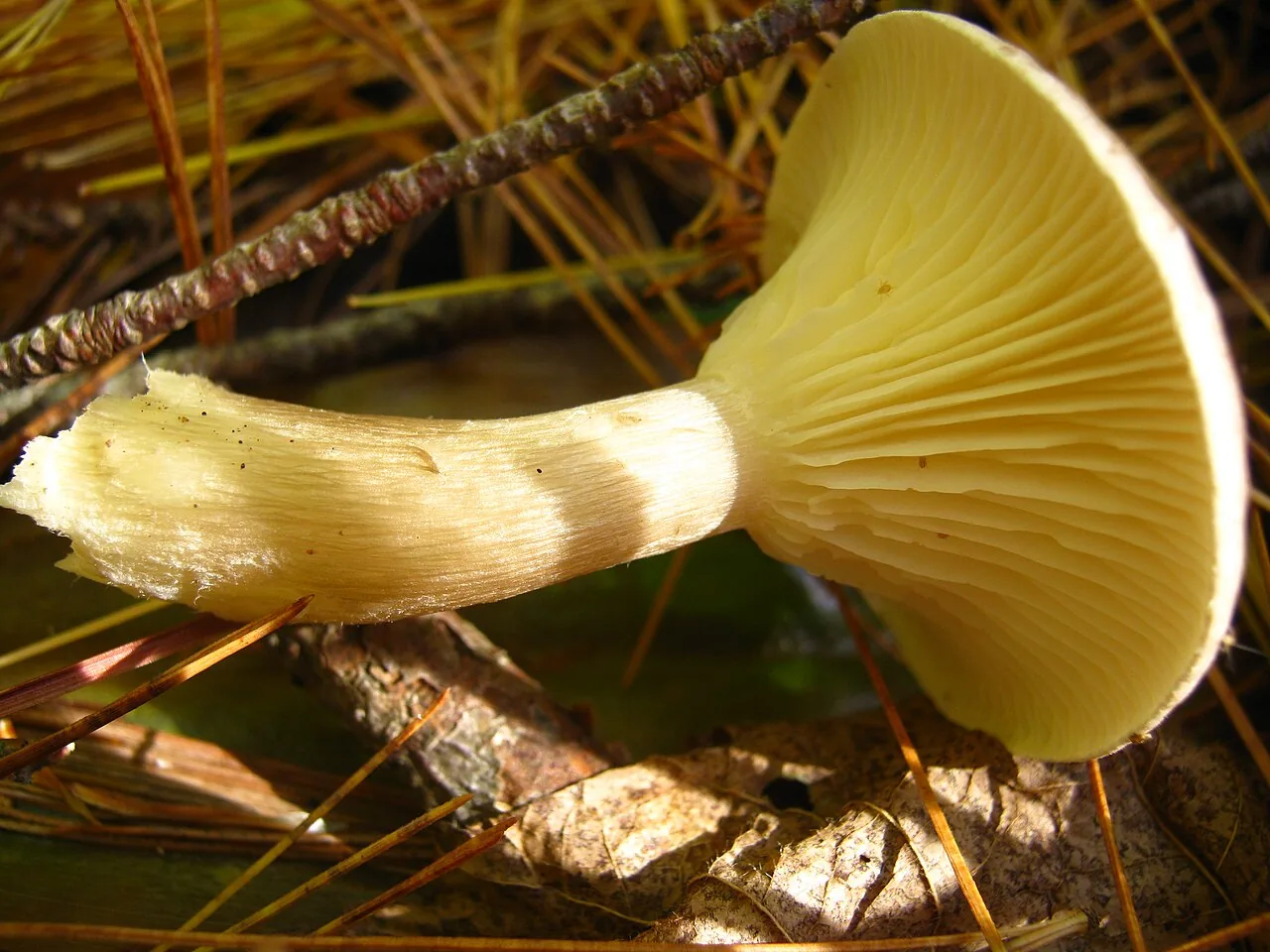 Ampulloclitocybe avellaneialba (Ampulloclitocybe avellaneialba) — photo mycologique
