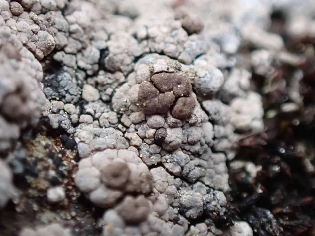 Amygdalaria continua (Amygdalaria continua) — photo mycologique