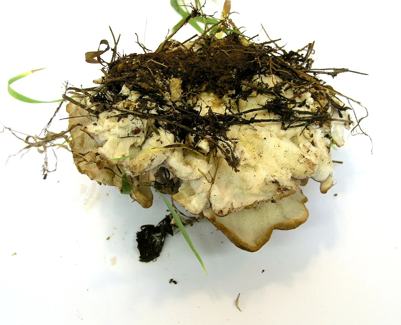 Amylosporus campbellii (Amylosporus campbellii) — photo mycologique