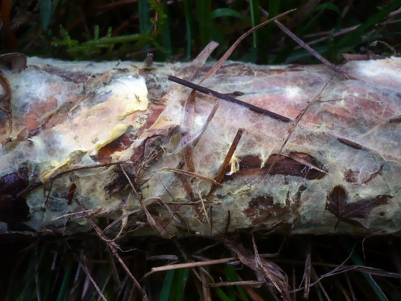 Amyloxenasma elongatisporum (Amyloxenasma elongatisporum) — photo mycologique