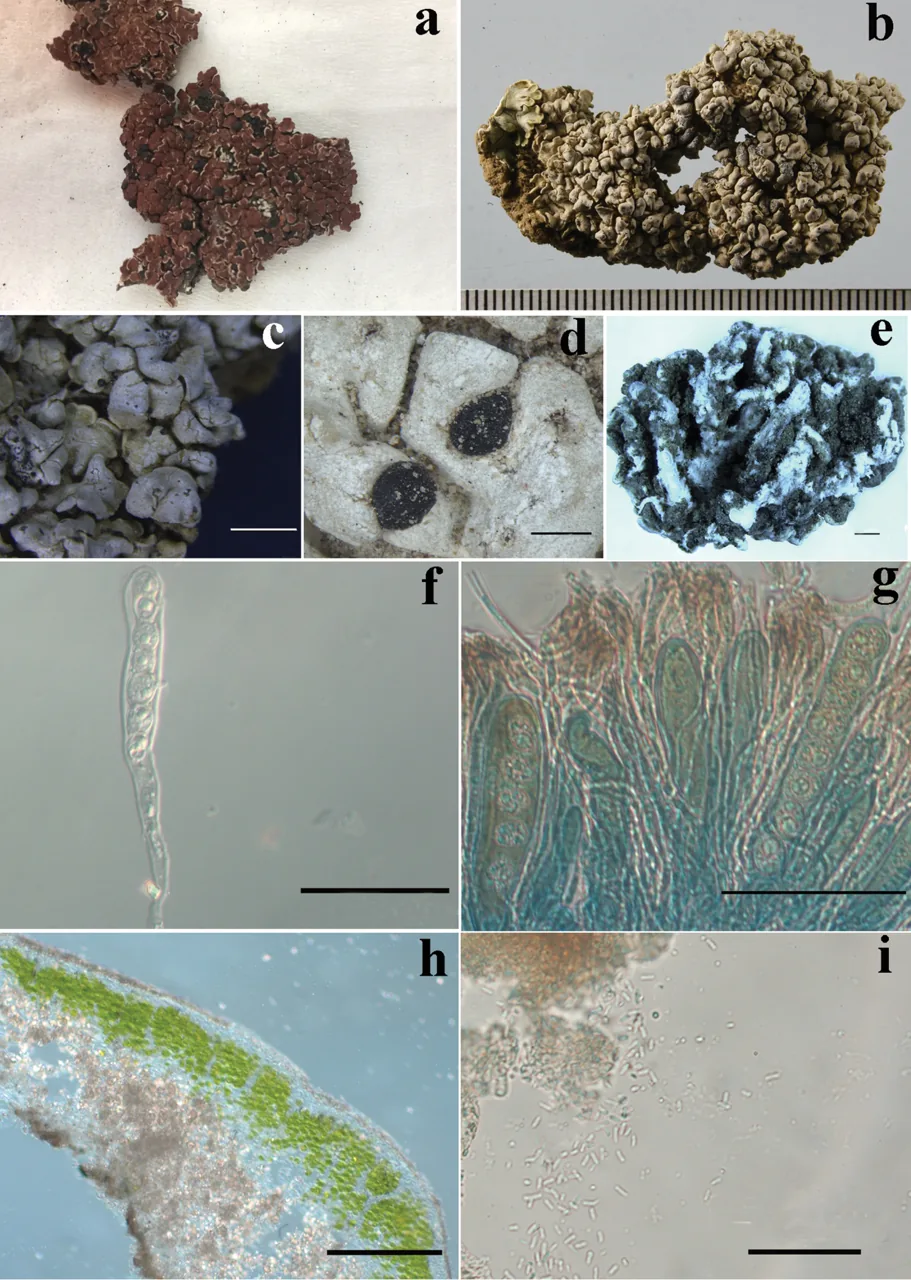 Anamylopsora pulcherrima (Anamylopsora pulcherrima) — photo mycologique