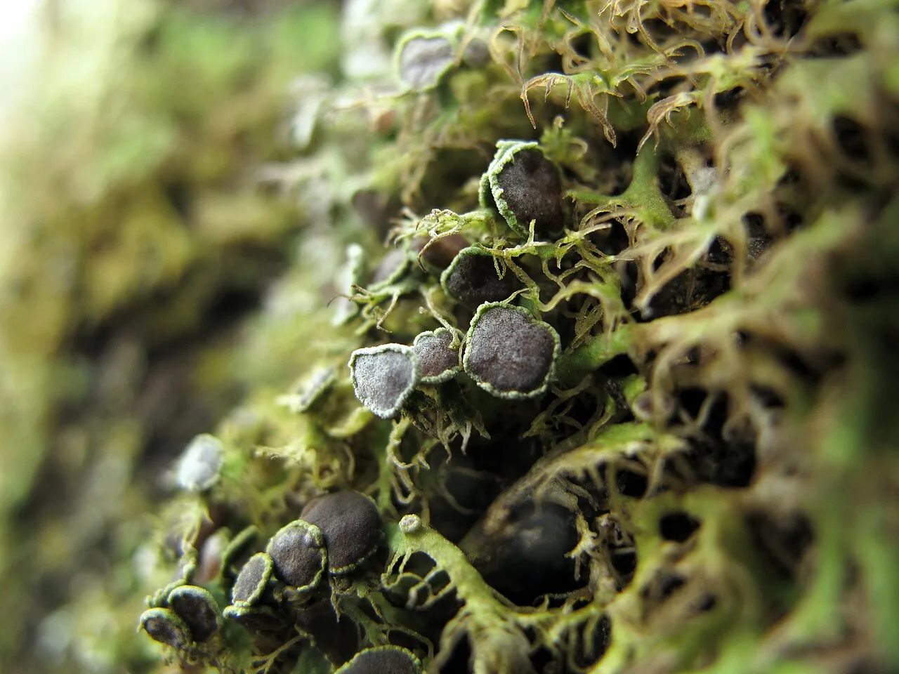 Anaptychia ciliaris (Anaptychia ciliaris) — photo mycologique