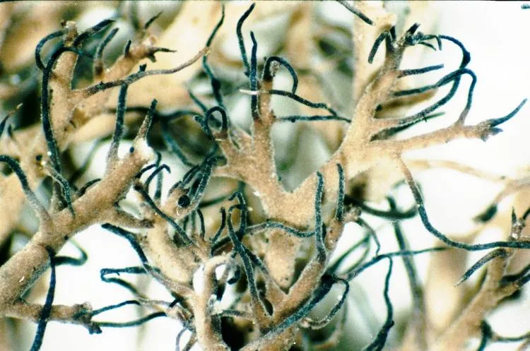 Anaptychia setifera (Anaptychia setifera) — photo mycologique