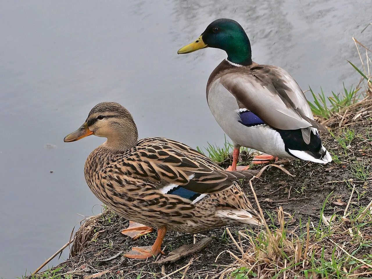 Canard colvert (Anas platyrhynchos) — photo vertébré