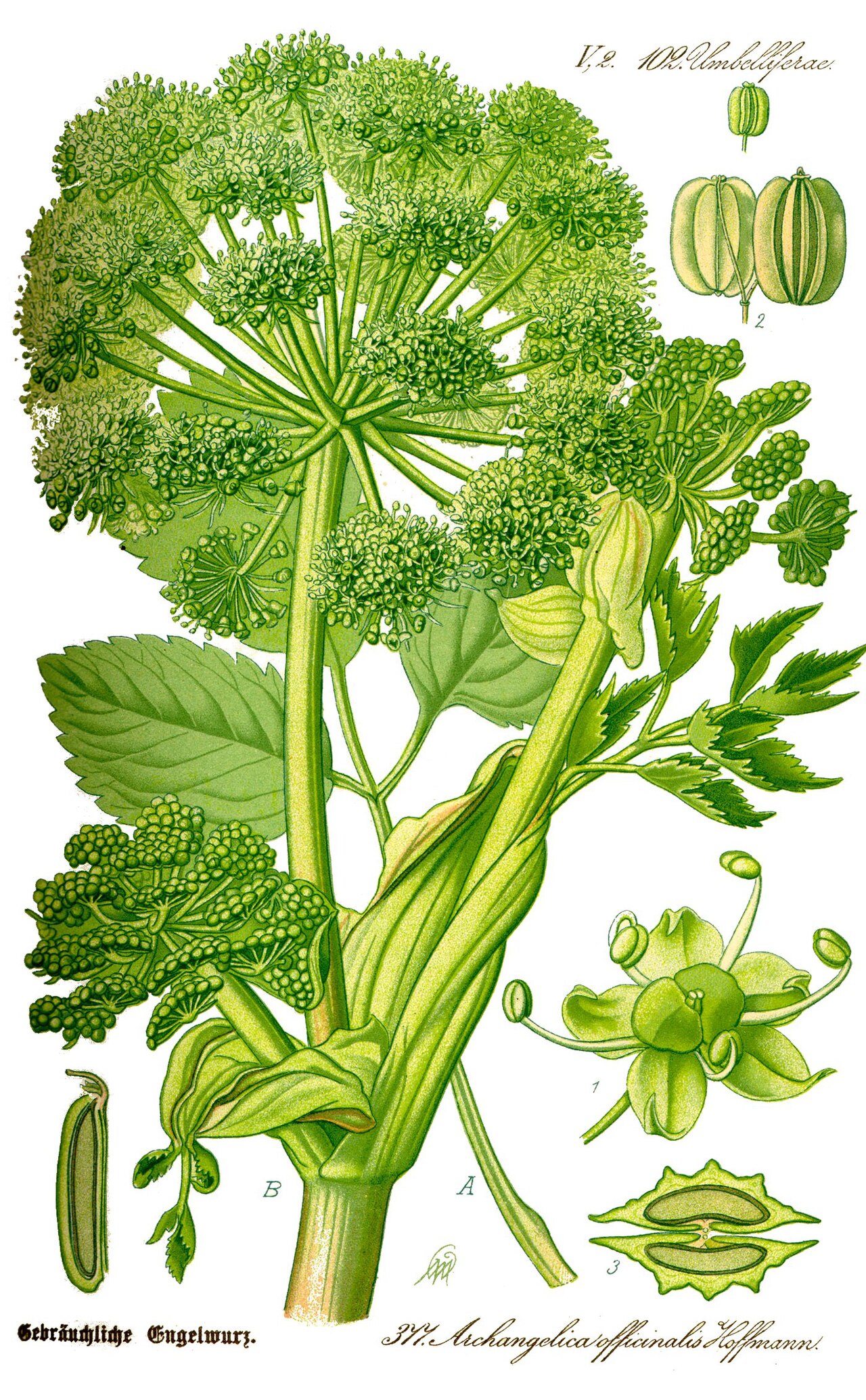 Angélique (Angelica) — photo botanique