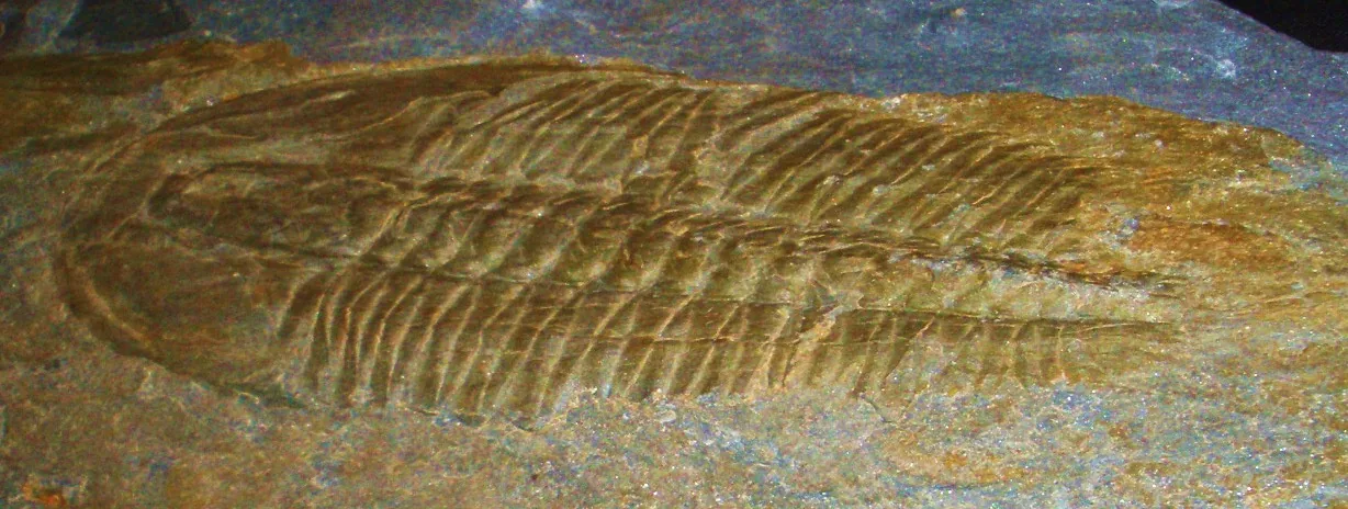 Angelina rufescens (Angelina rufescens) — photo mycologique