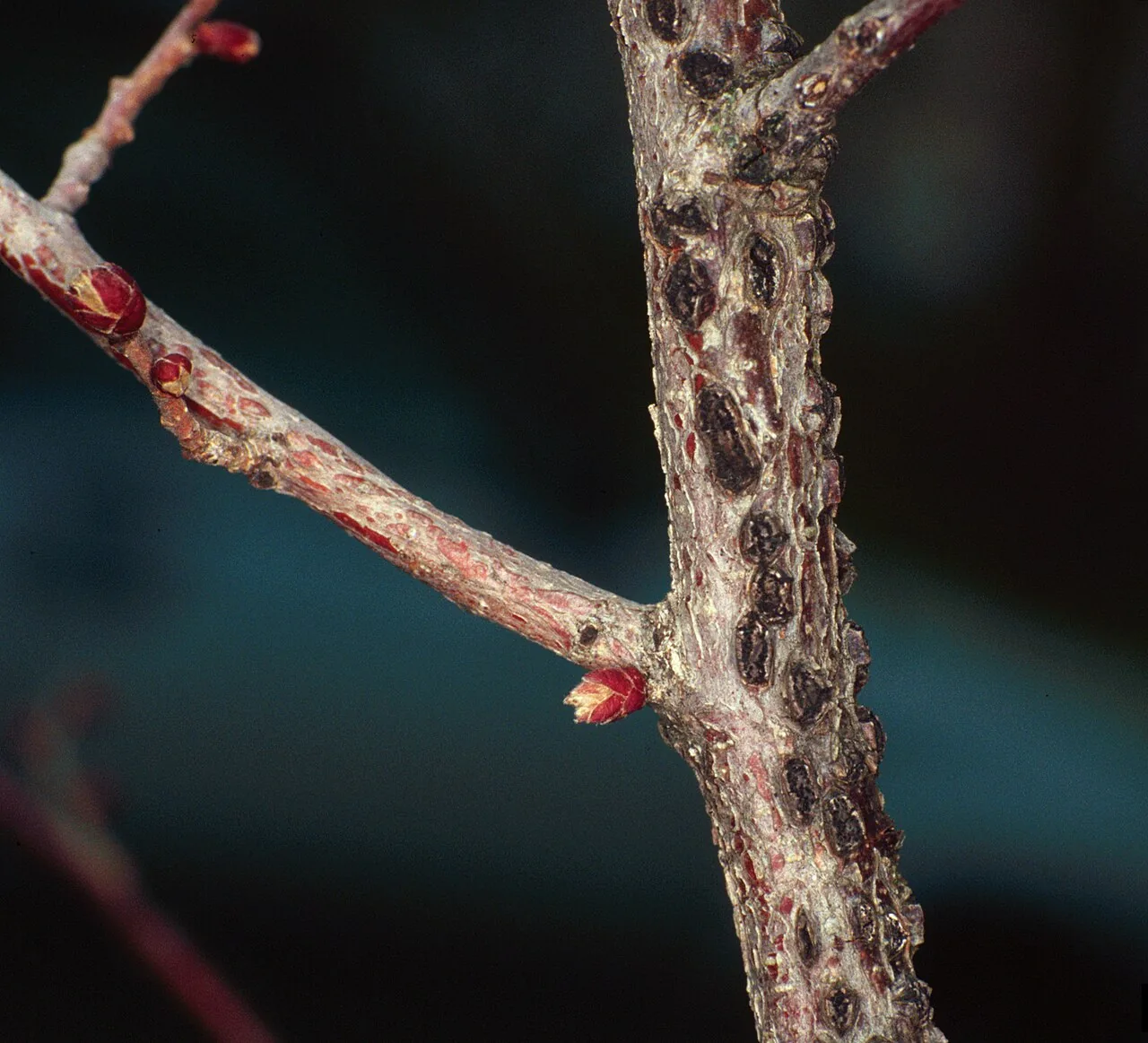 Anisogramma anomala (Anisogramma anomala) — photo mycologique