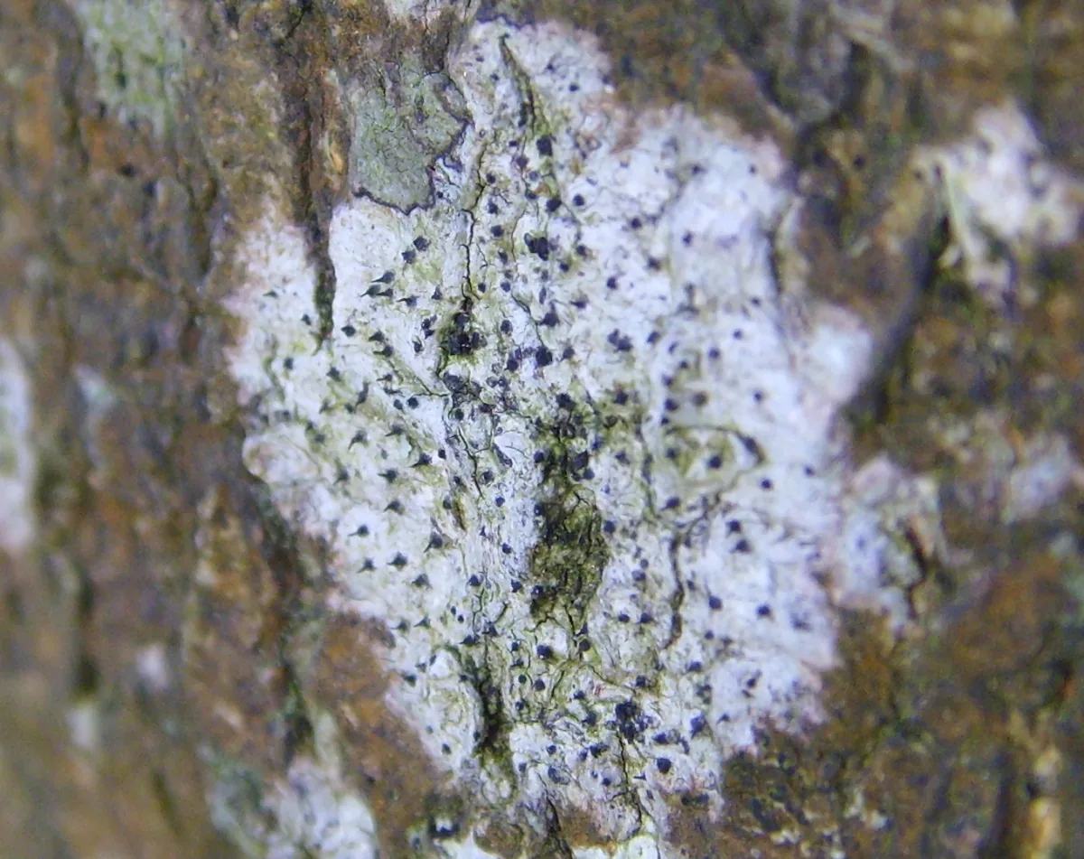 Anisomeridium albisedum (Anisomeridium albisedum) — photo mycologique
