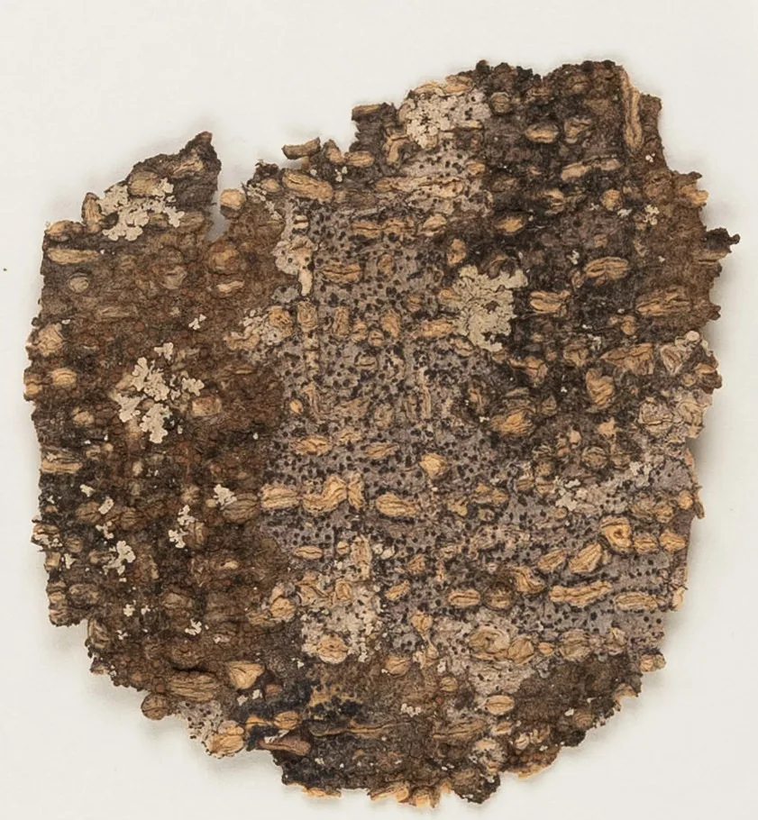 Anisomeridium anisolobum (Anisomeridium anisolobum) — photo mycologique